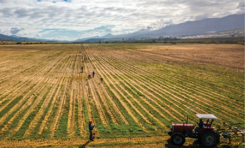 Transforming the agricultural sector Vuk'uzenzele